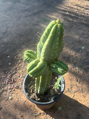 💎👑💎 Havran — Biggest Rooted Graft Ever!