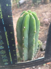 👑🌶️🌶️ Landfill — 8.5” Tip