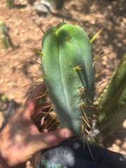 👑🌶️ MJC01  — 8.5” Pup