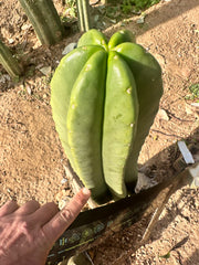 💎👑 Zulk — FATTY Tip