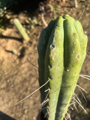 💎👑🌶️ Psycho0’  — *BIG* XXL 14” Tip