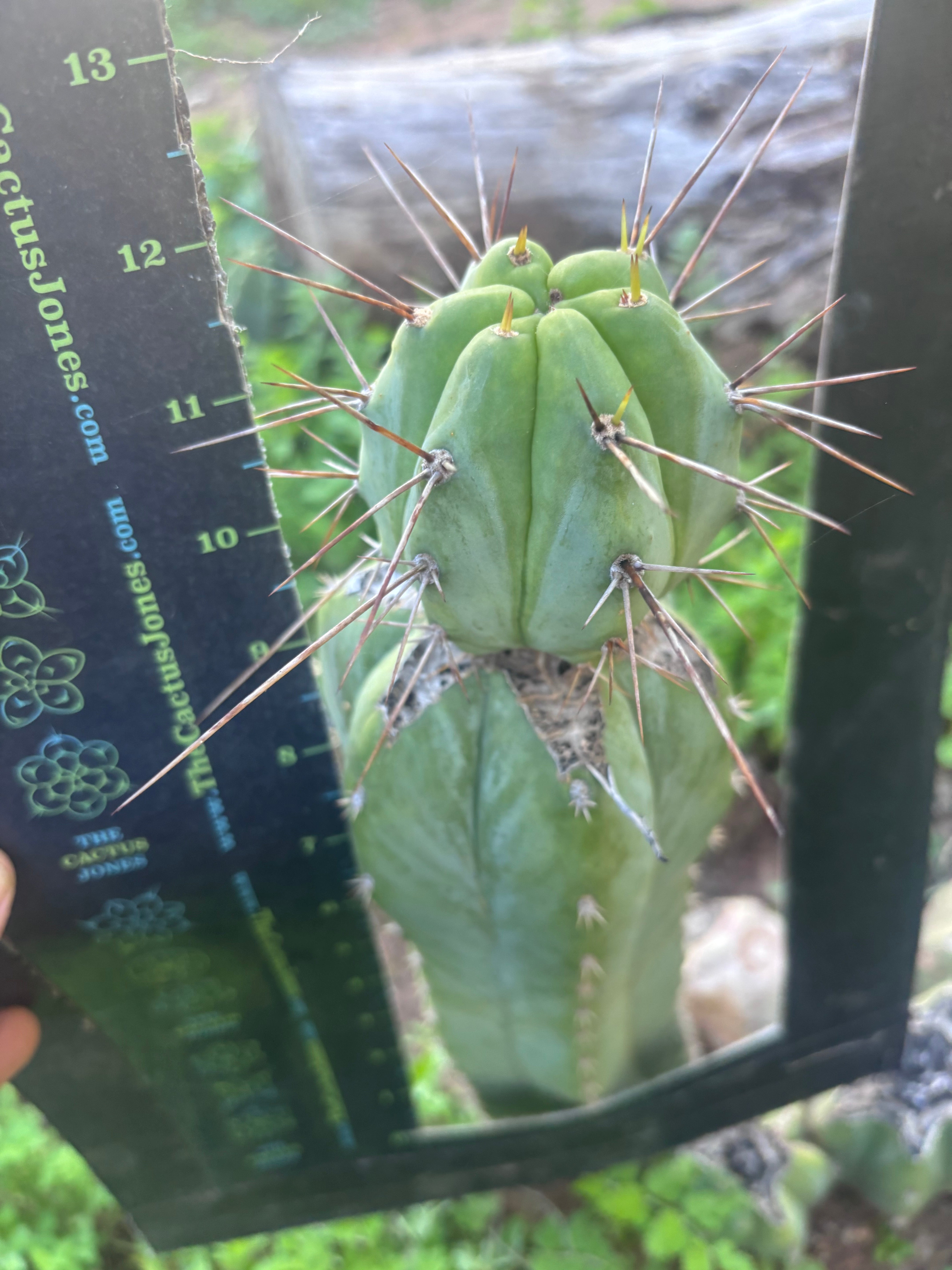 👑💎🌶️  CSD — Established Beefy Tip Graft