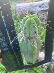 👑💎🌶️  CSD — Established Beefy Tip Graft