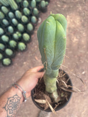 👑🌶️ Caballero — 11” Rooted