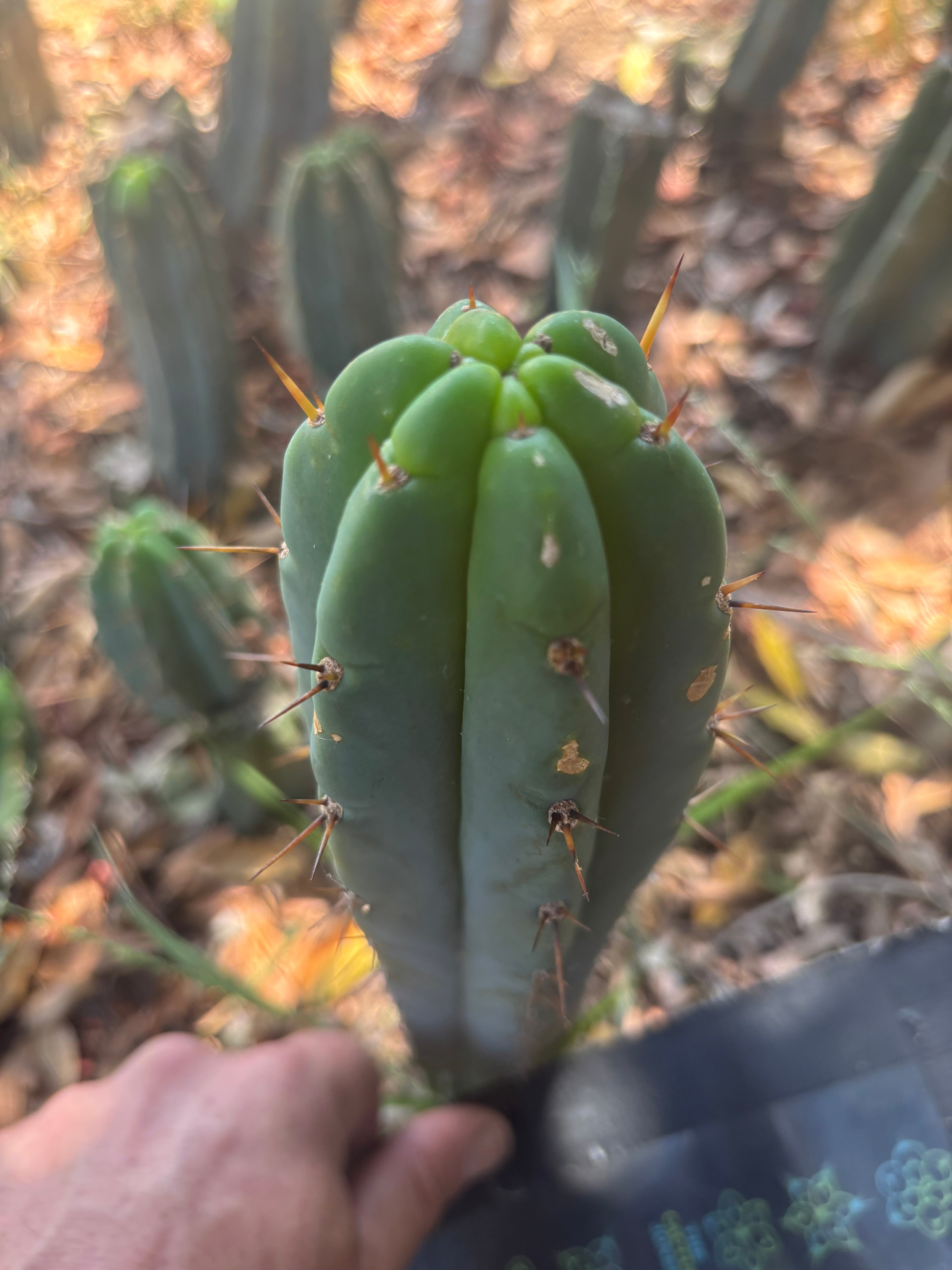 👑🌶️🌶️ Pala — Another 9” Tip