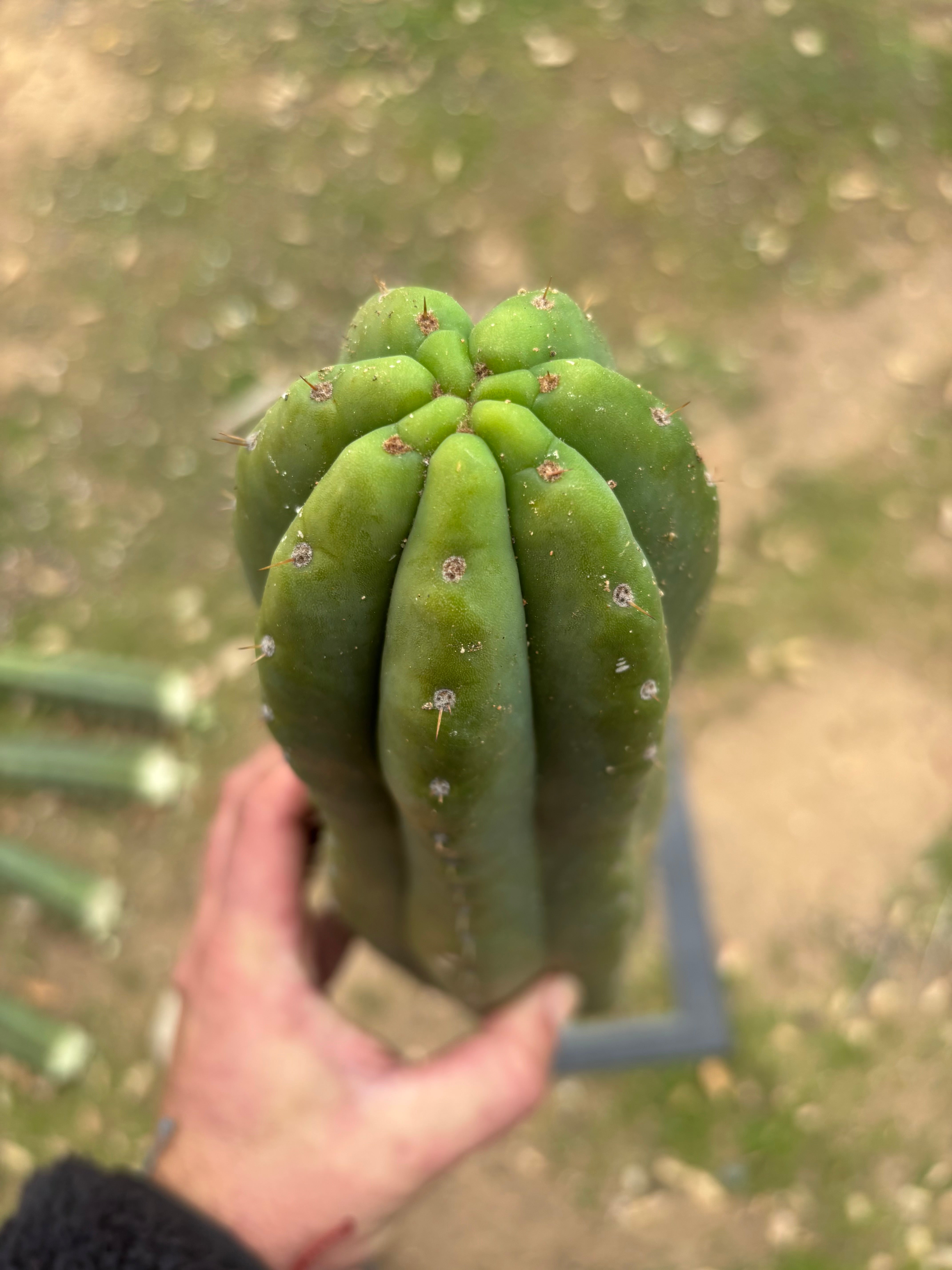 💎👑🌶️ Tom Juuls Giant  — XL 14” Tip