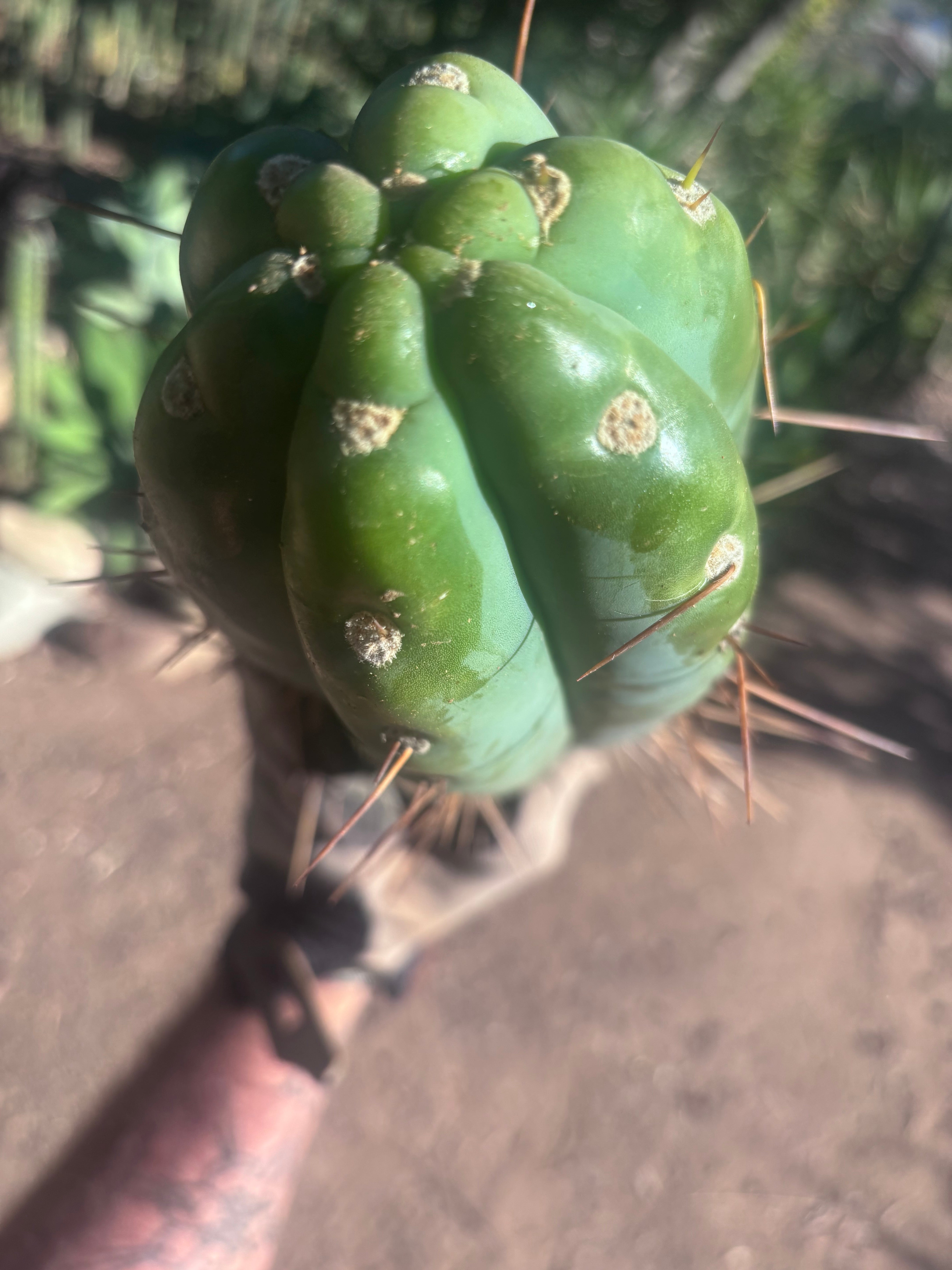 🌶️ SS02 x Kimura’s Spiny Giant  — Another Massive 16” Tip