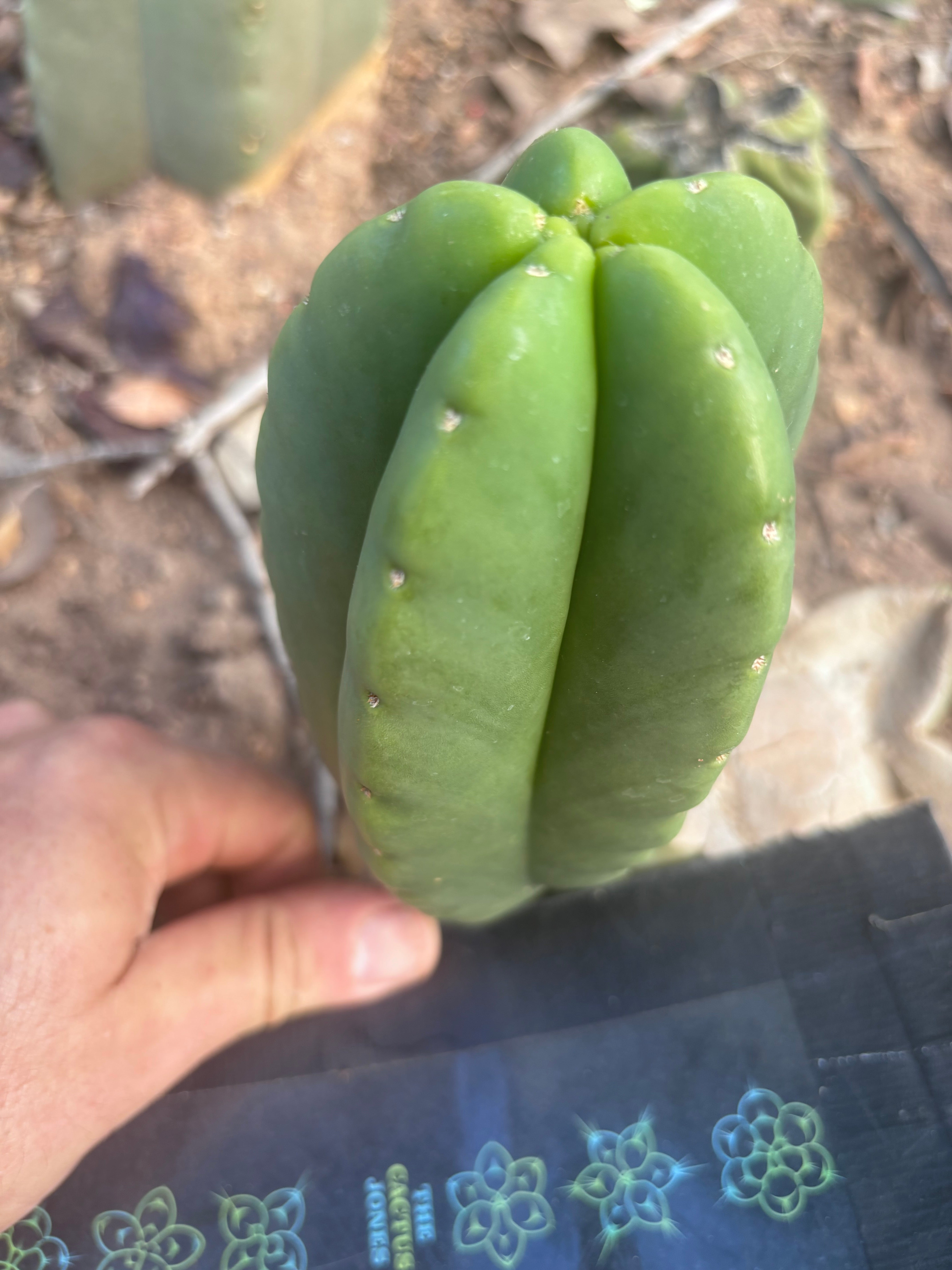 💎👑💎🌶️ Ferah! — 6” Grenade Pup