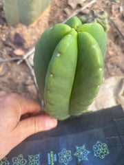 💎👑💎🌶️ Ferah! — 6” Grenade Pup