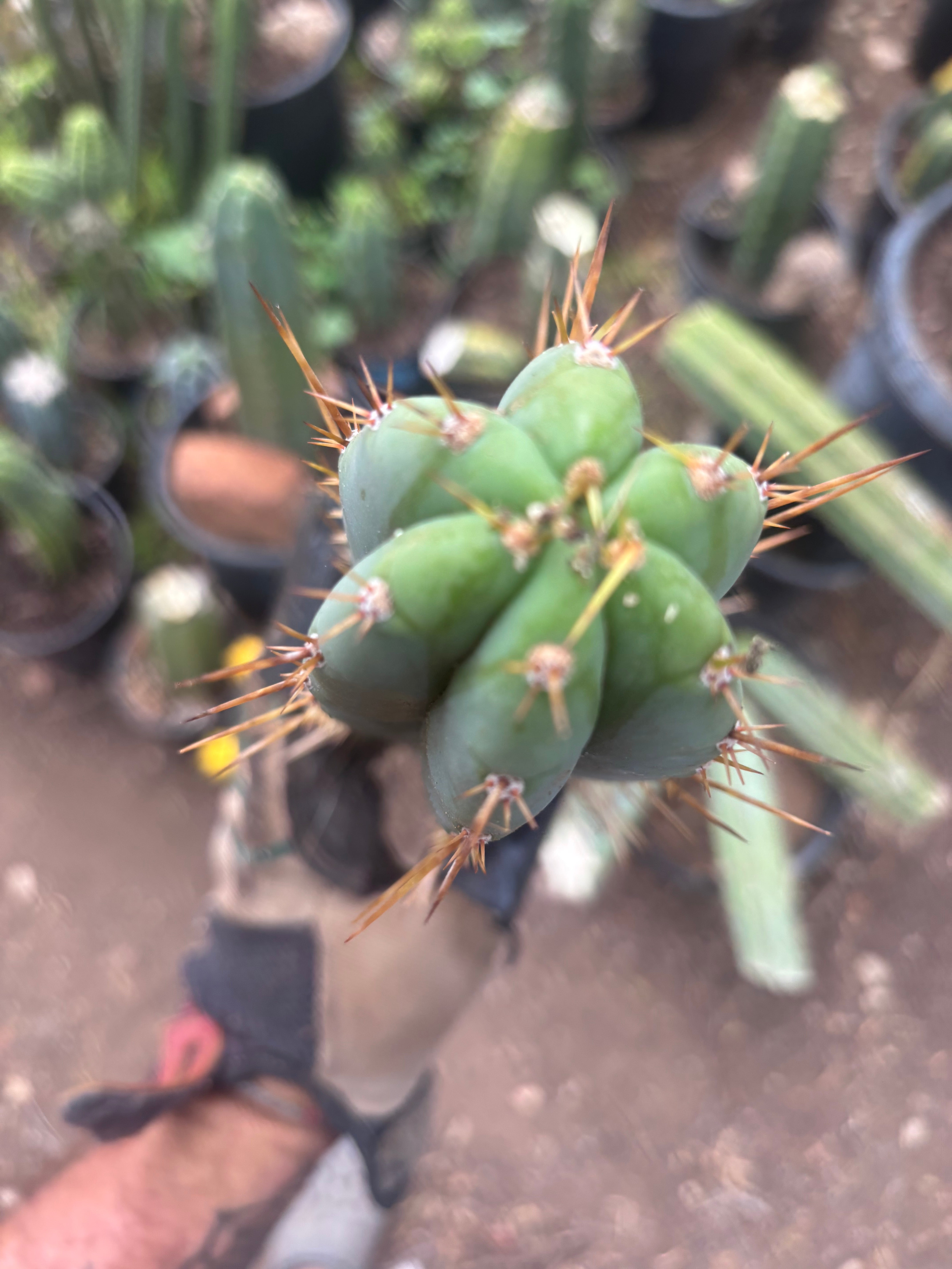 👑🌶️  Kundalini Sunshine — 14” Tip