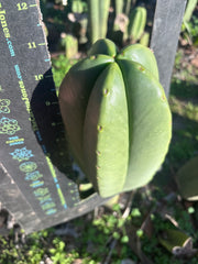 💎👑🌶️ Zulk — XL 11” MELON Pup