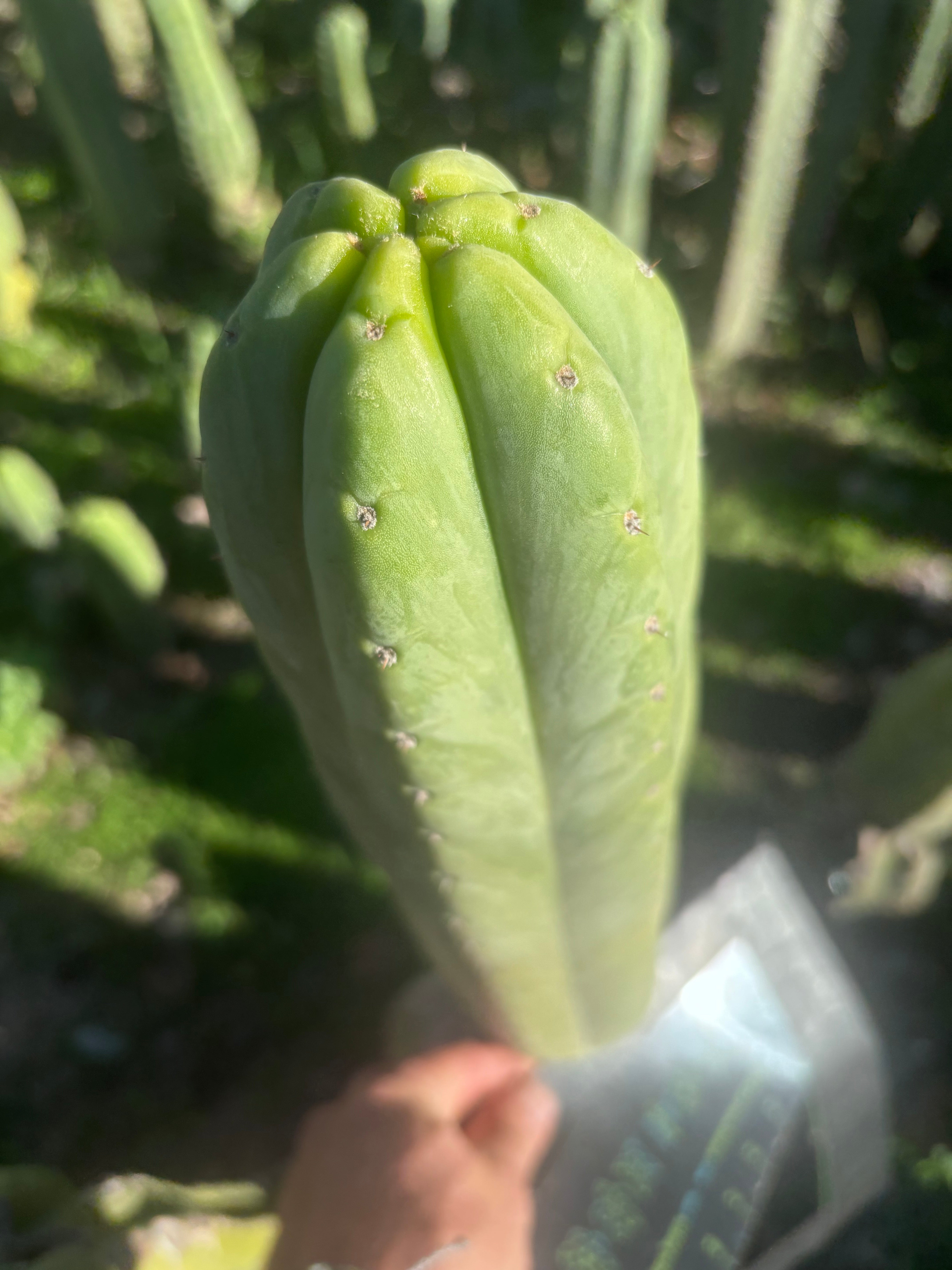 💎👑🌶️🌶️ Ogun — XL 15” Pup