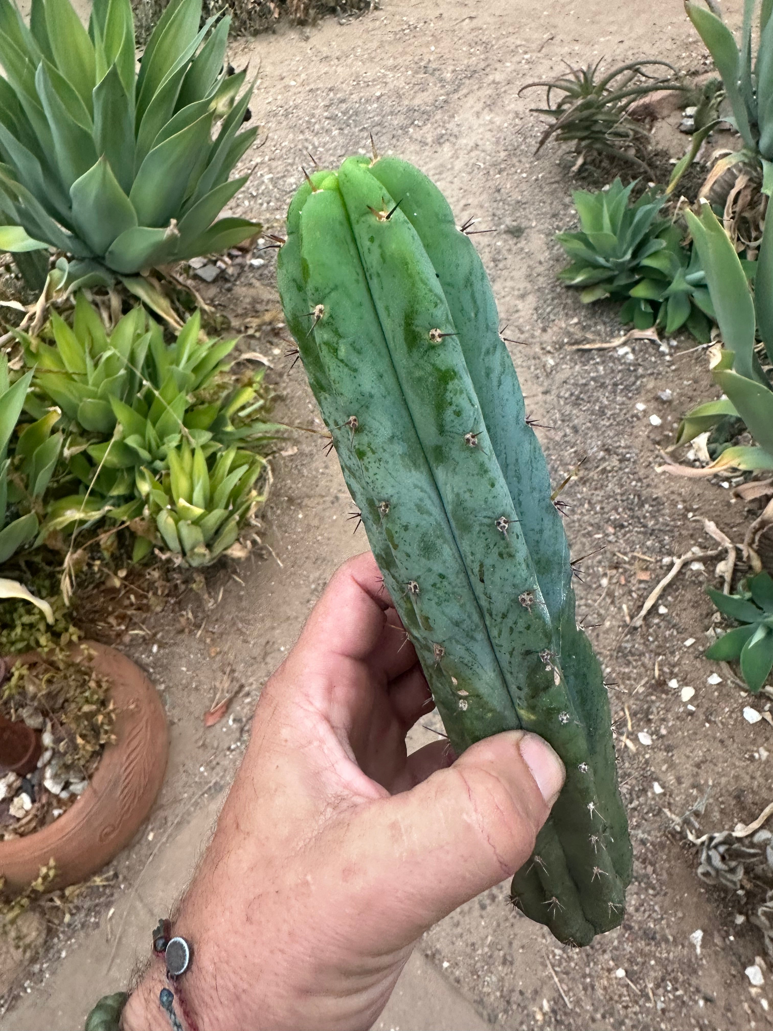 -👑 🌶️🌶️ Pala! — 10”  Pup