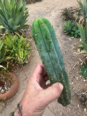 -👑 🌶️🌶️ Pala! — 10”  Pup