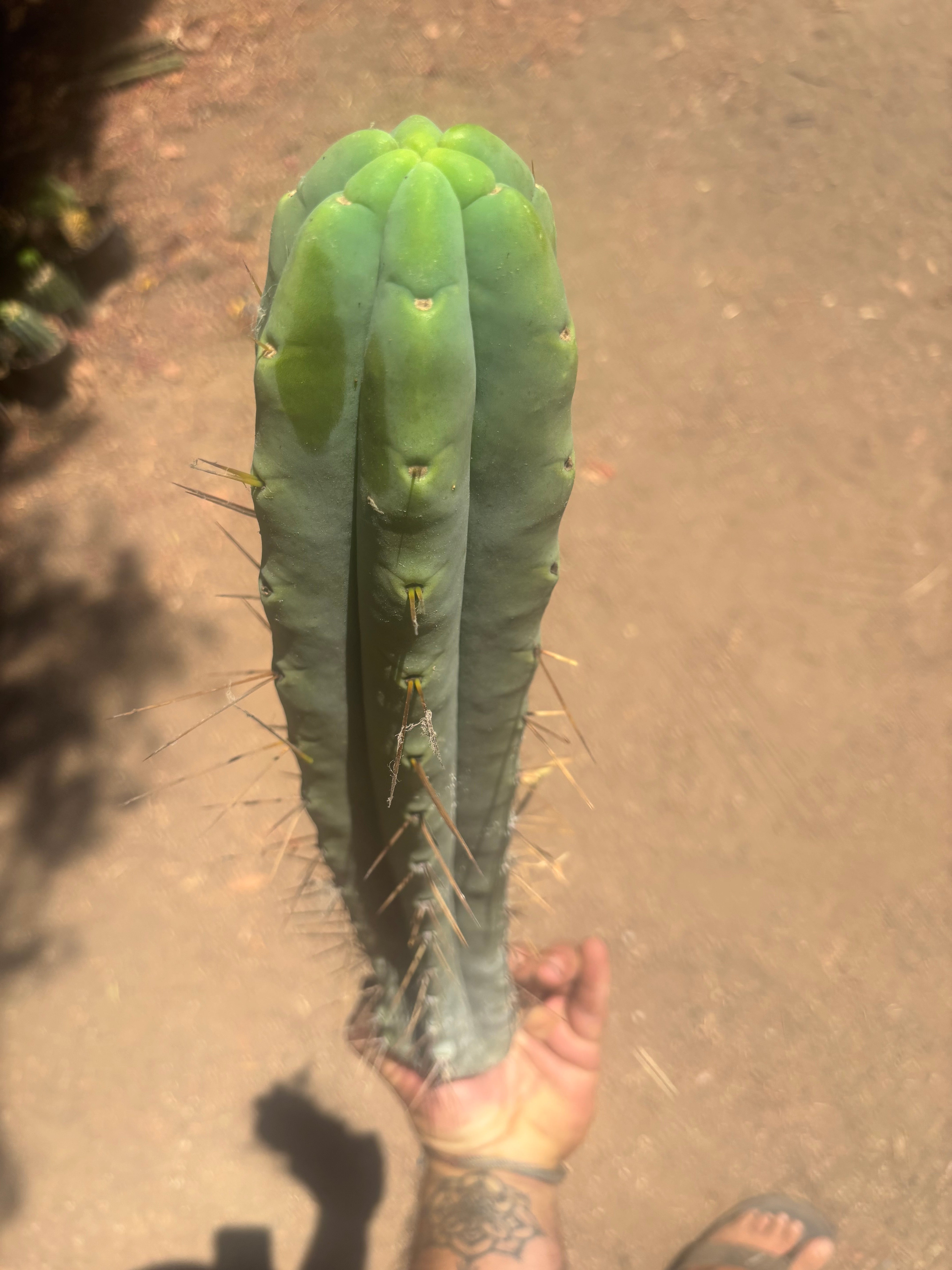 👑🌶️🌶️ Eileen — XL 16” Pups — 3 Identical in Stock