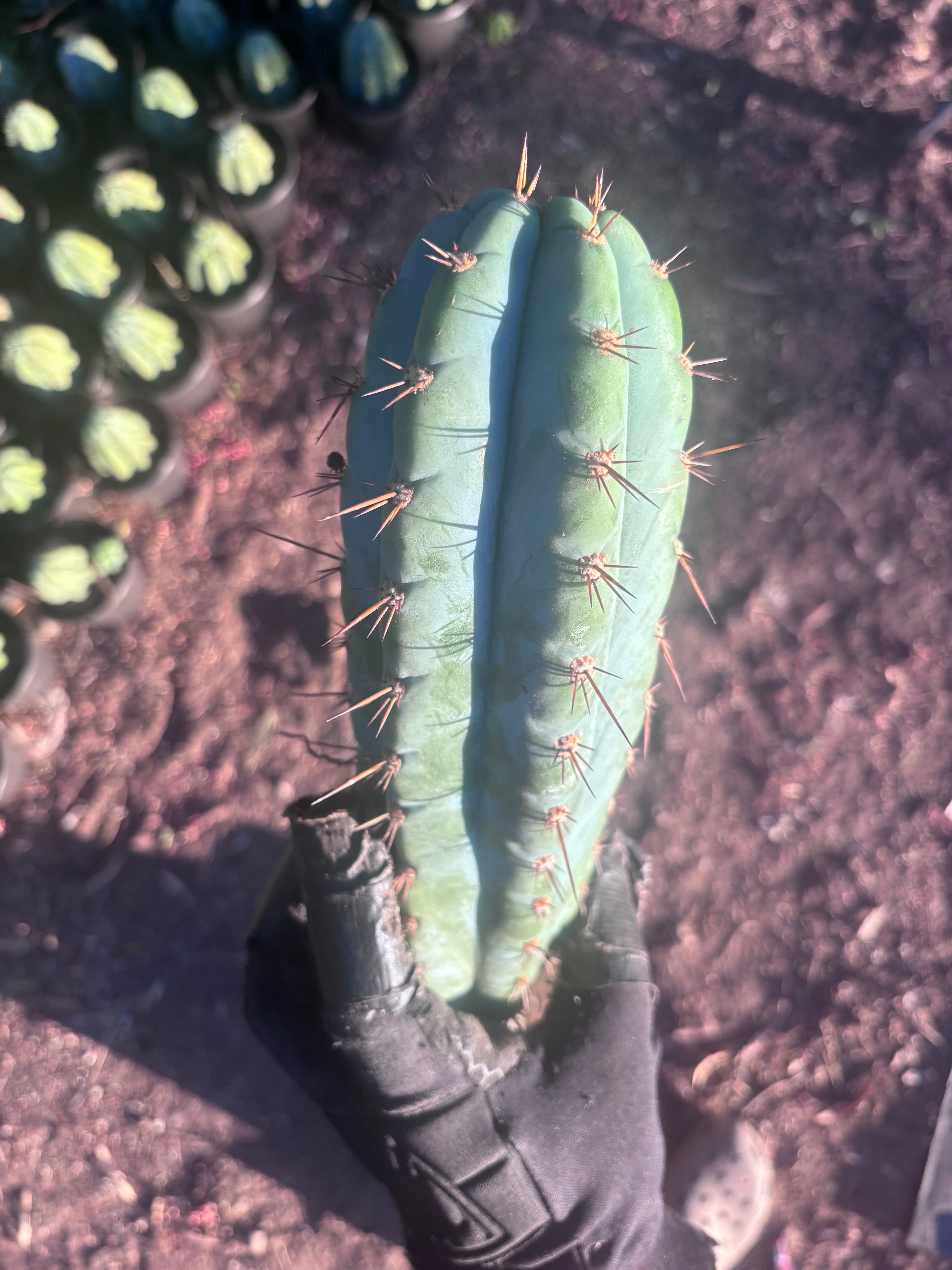 💎👑💎 Papa Smurf — Chonky 12” Pup