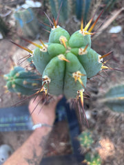 💎👑💎 Rosei 2 — XL 15” Pup