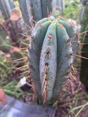💎👑 Argentinensis “Coopers Clone” — 9” Tip