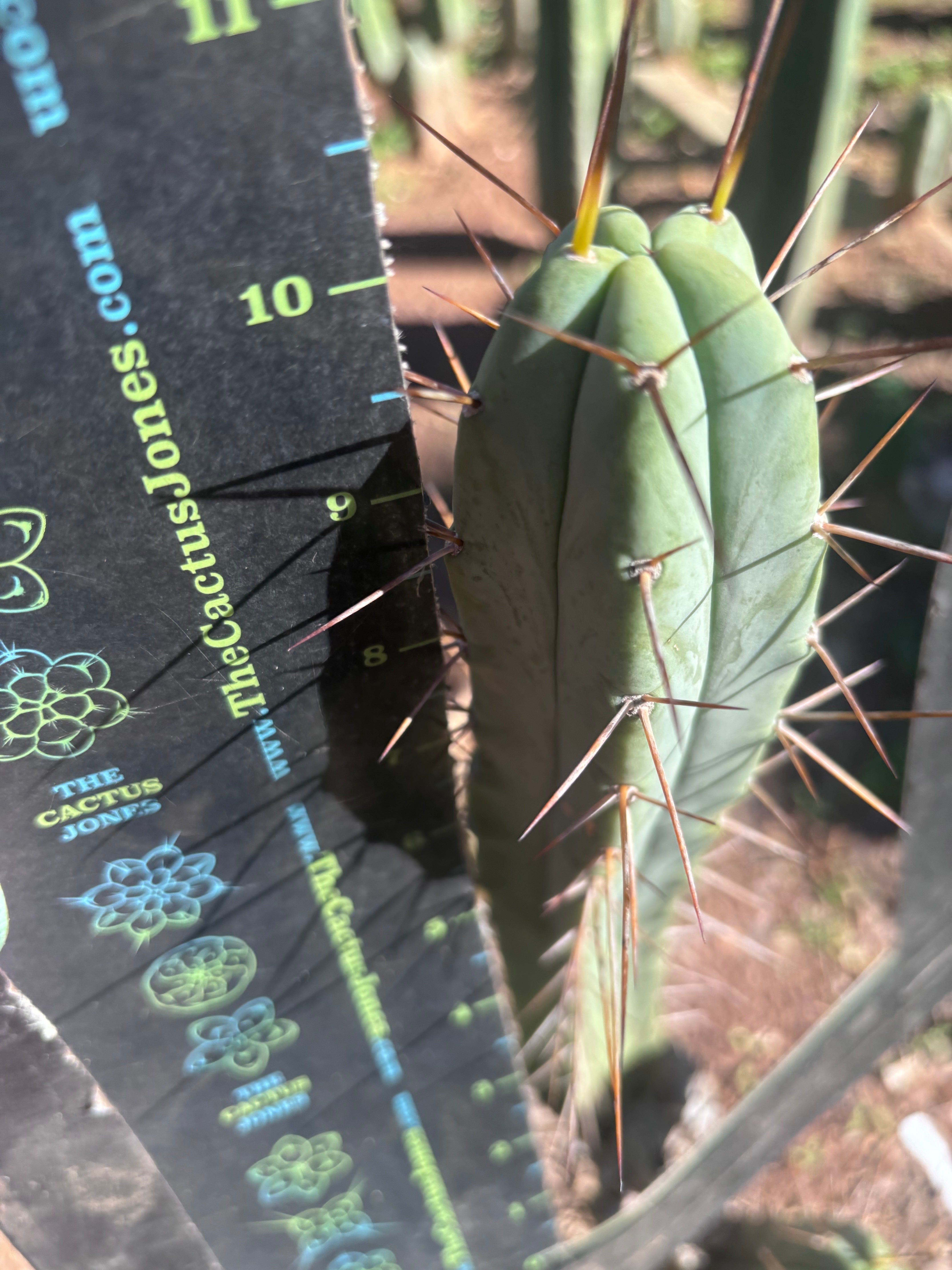 👑🌶️🌶️ Dulzura — 10” Tips (Restocked)