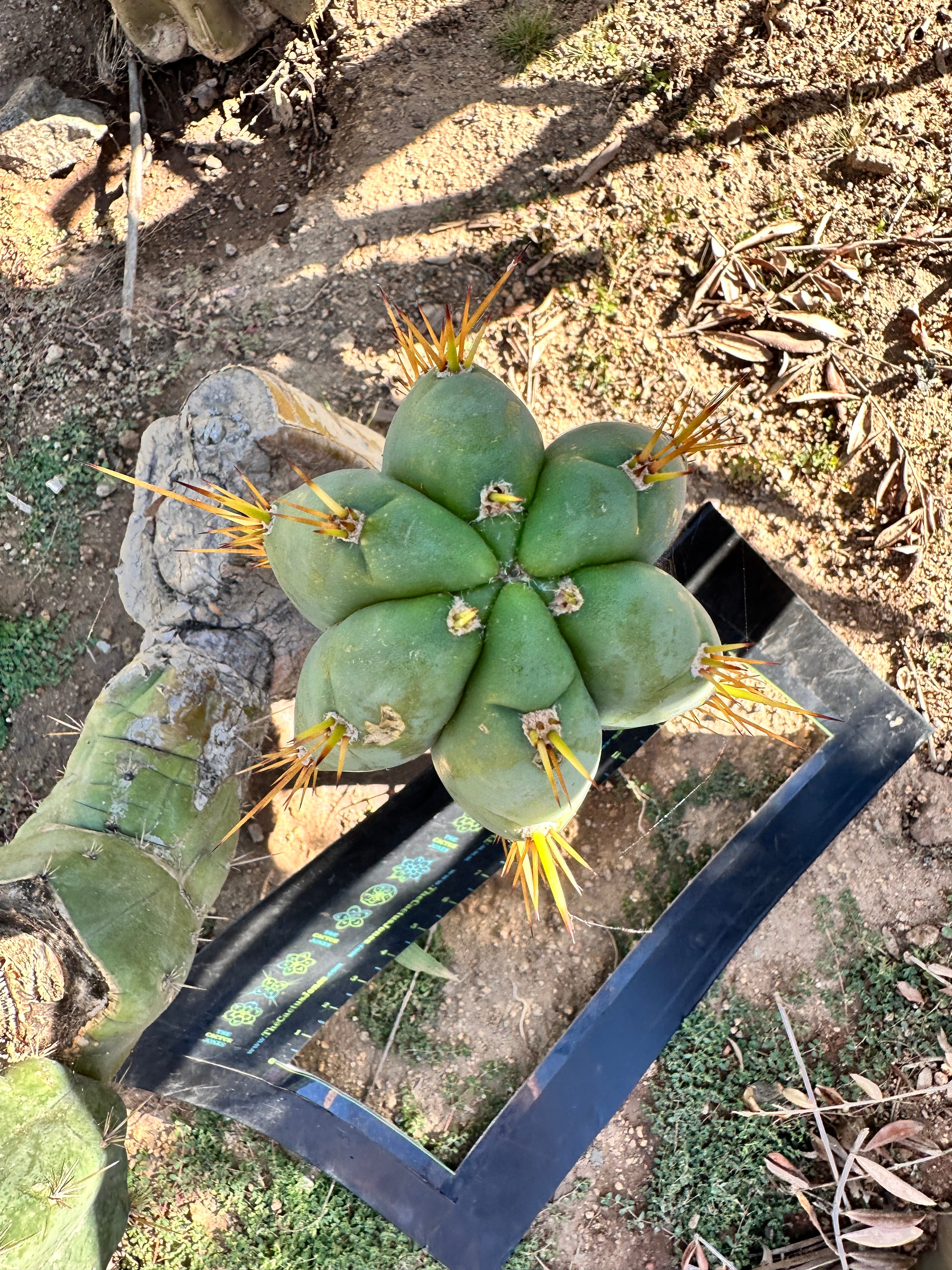 👑 Lotusland Huanu — FAT 10” Pup