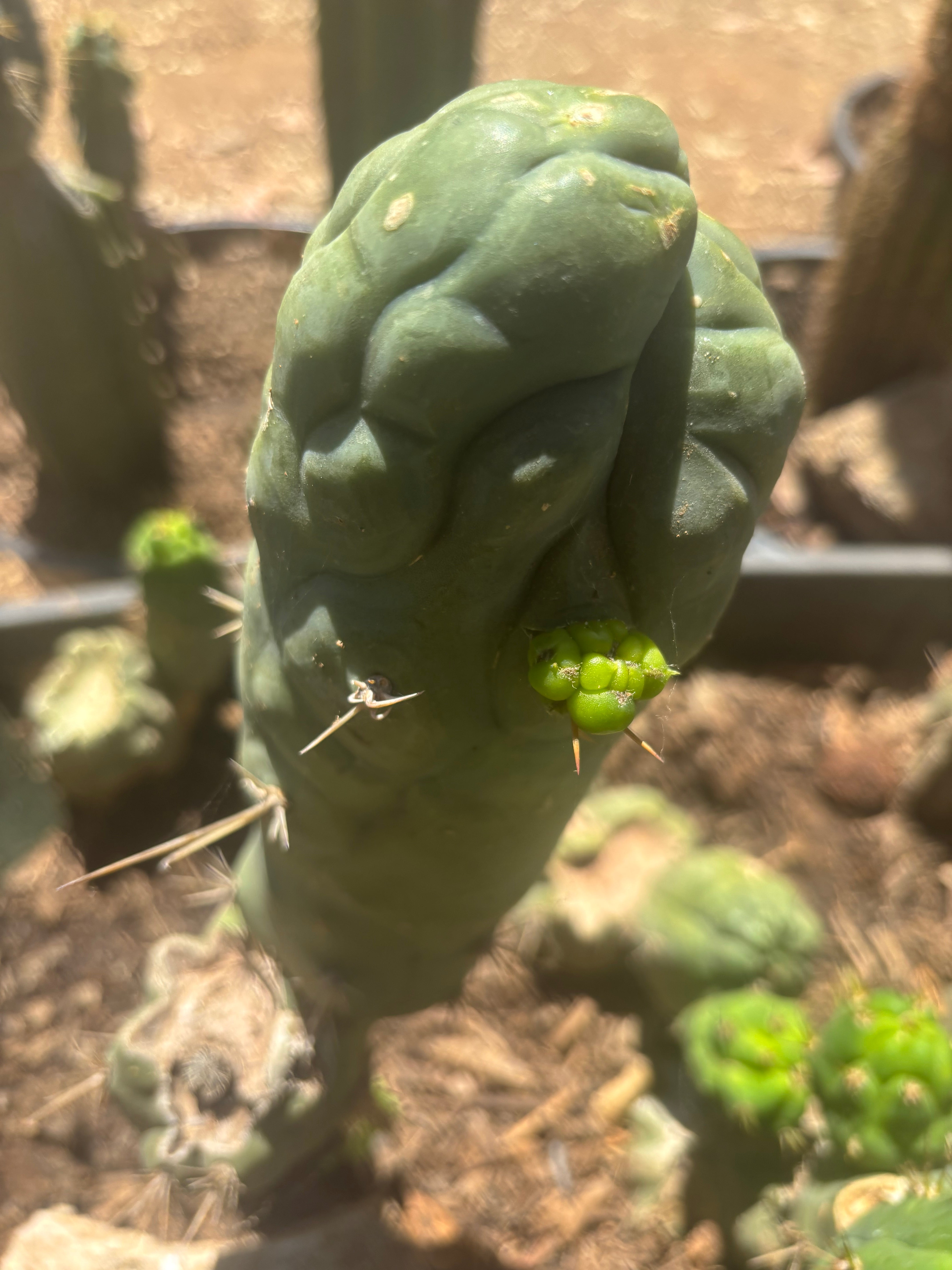💎👑🐉 Bruce’s Dragon — Thick 8” Pup
