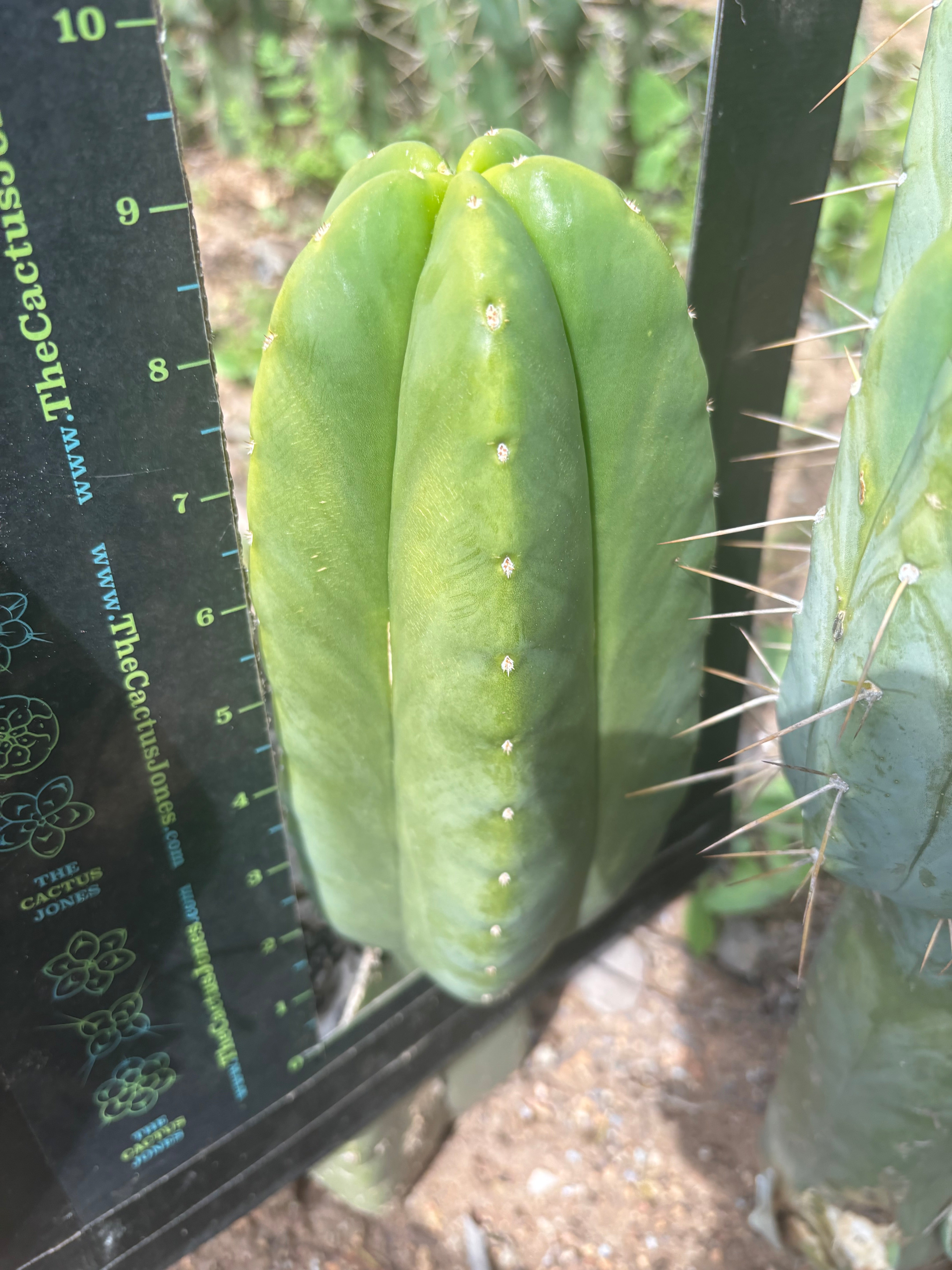 👑🌶️ Zulk Melon