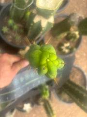 💎👑🌶️ Sam02  — 7” Tip