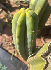 👑🌶️🌶️ Landfill — 9” Pup