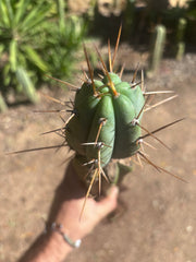 👑🌶️🌶️ Pala! — Rooted XL Graft