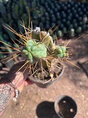 👑🌶️ Chucky — Rooted 10” Pupping Mid