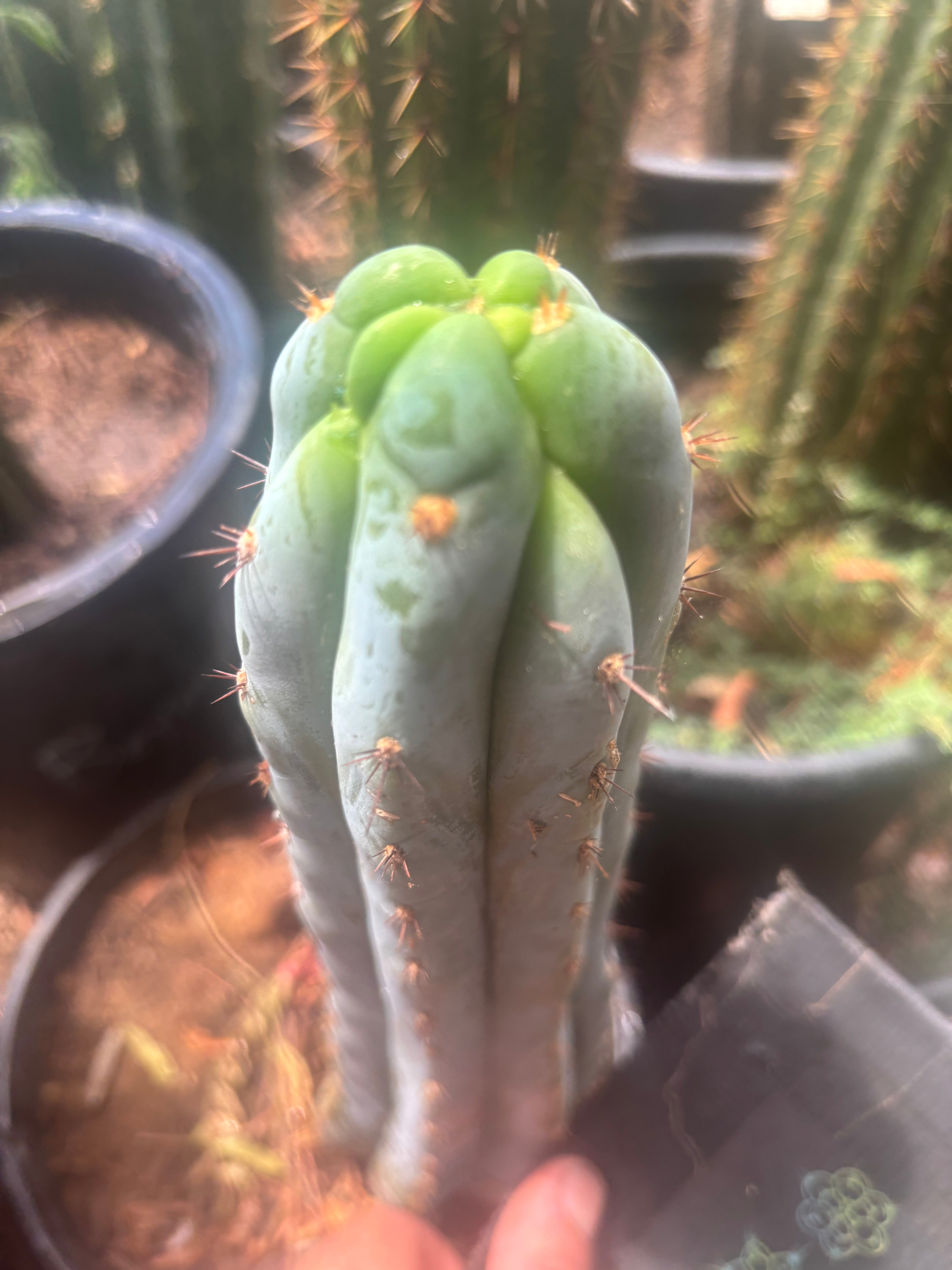 👑 Trent — Frosty 7.5” Tip
