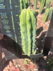 🌶️🌶️ NoidTwo — 11” Pup