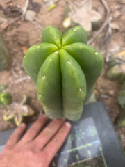 💎👑💎🌶️ Ferah — XL Pup