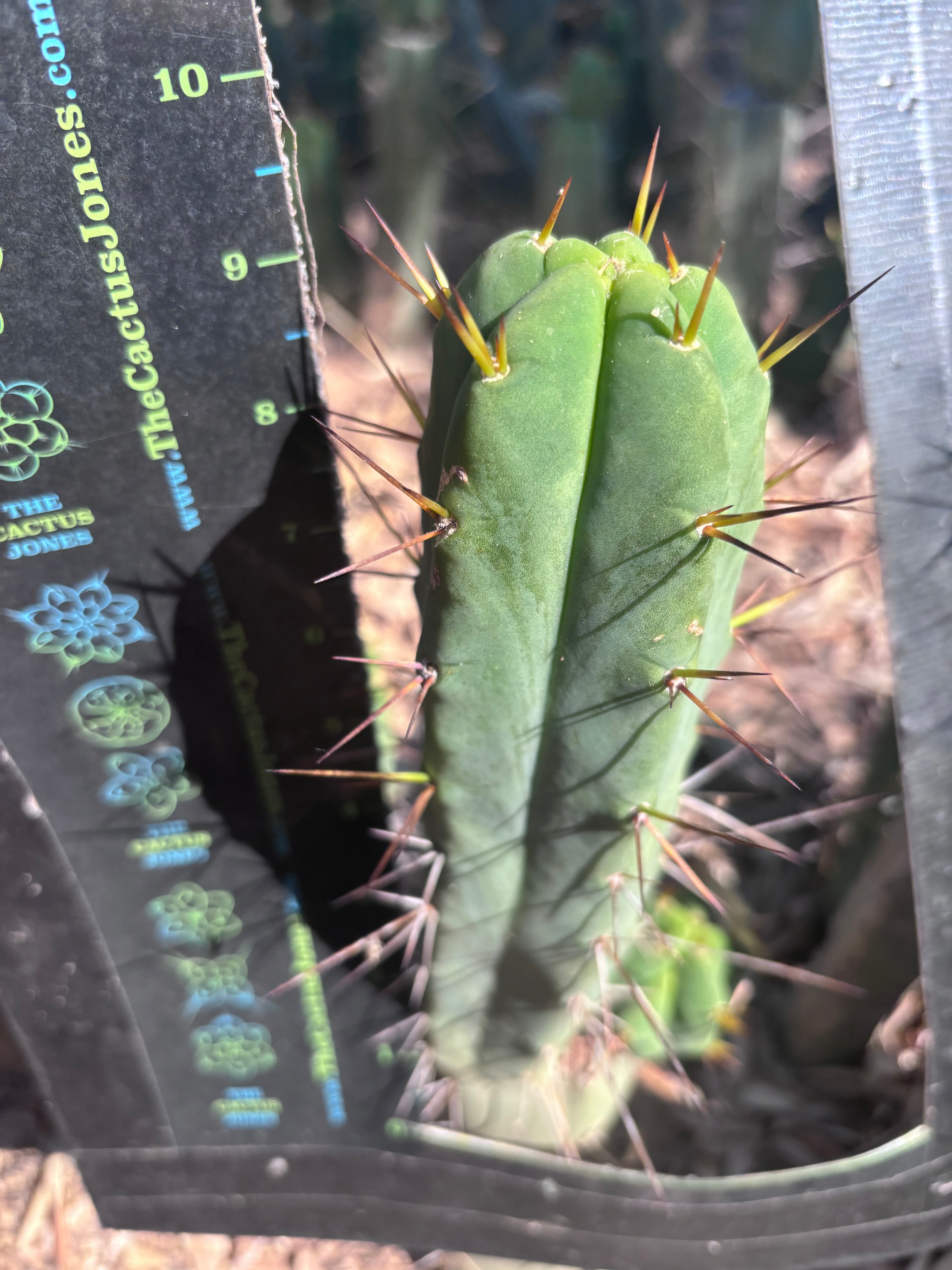 👑🌶️🌶️ Dulzura — 9” Pup