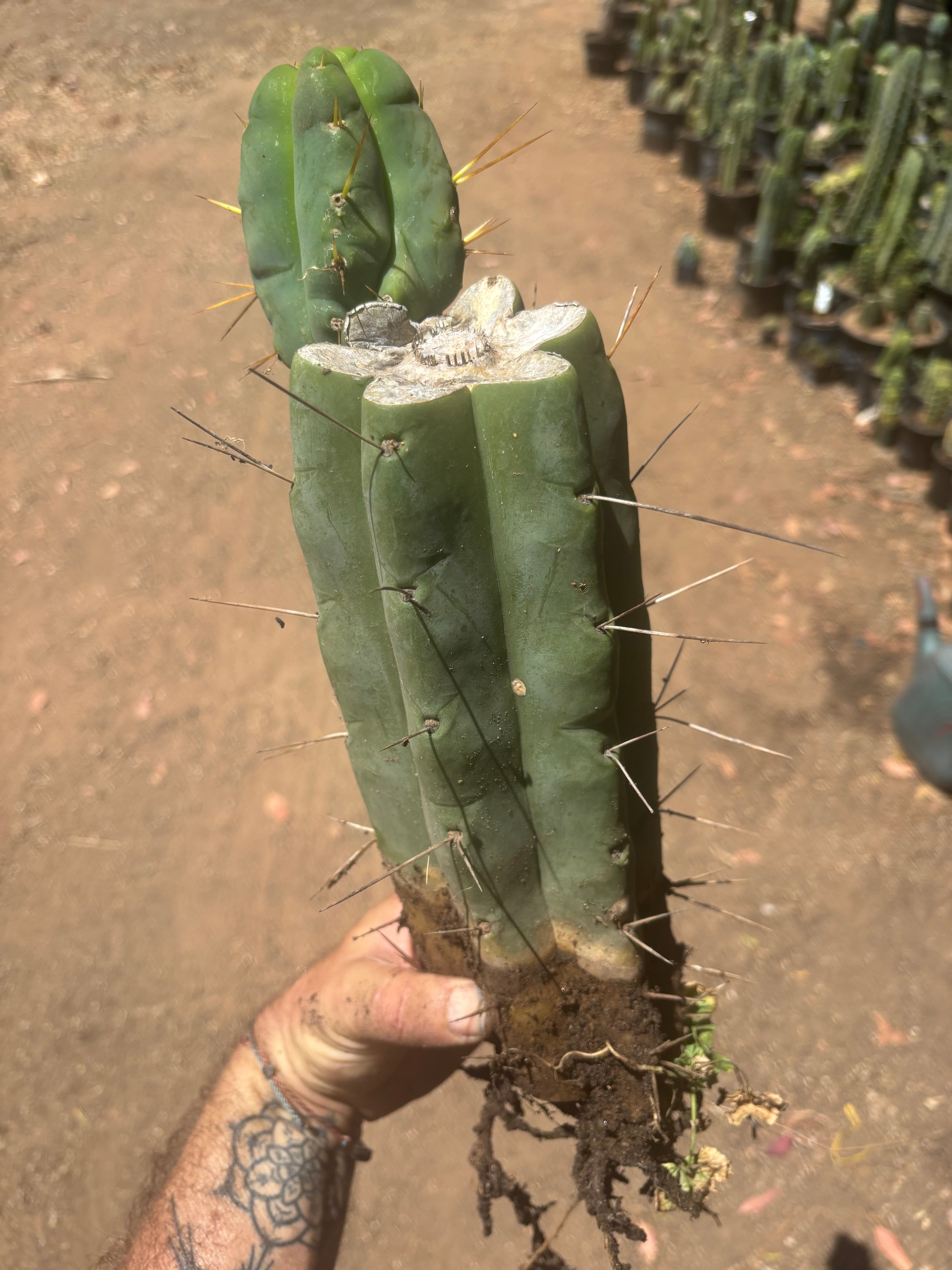 💎👑🌶️🌶️ Eileen — FAT XL Rooted Mid with Fourwang Pup