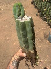 💎👑🌶️🌶️ Eileen — FAT XL Rooted Mid with Fourwang Pup