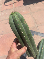 👑 LER — Lot of Two Tips — 13” and 10”