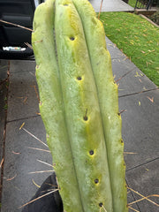 👑💎🌶️🌶️ Eileen — Max Girth 12” Tips (Restocked)