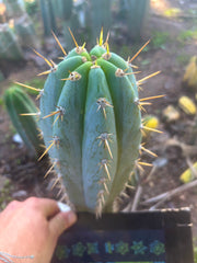 👑💎 Argentinensis — Chunky 9” Tip