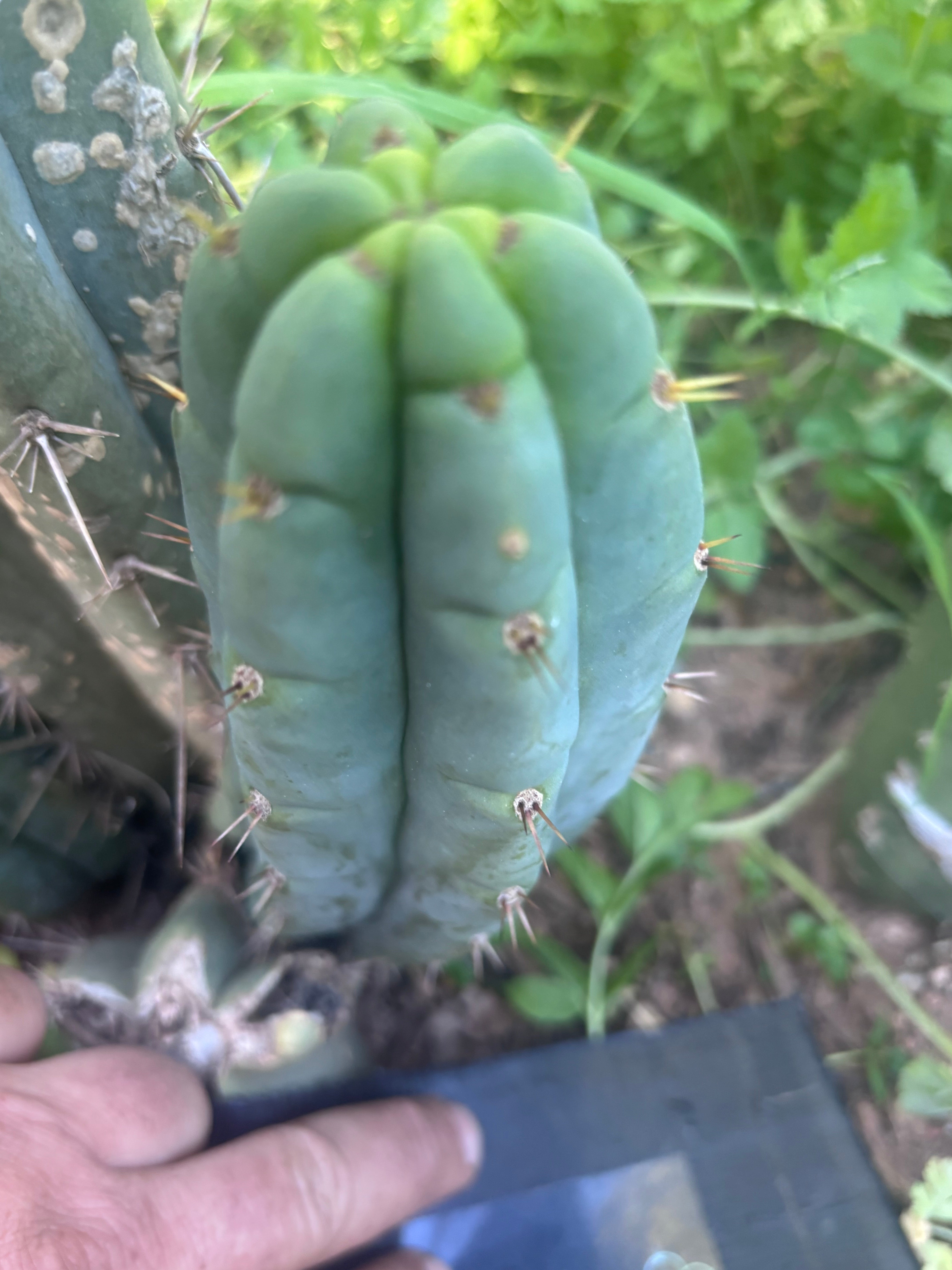 💎👑🌶️🌶️ Austy’s Bomb — 7” Tip