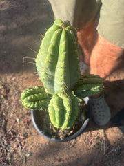 💎👑💎 Havran — Biggest Rooted Graft Ever!