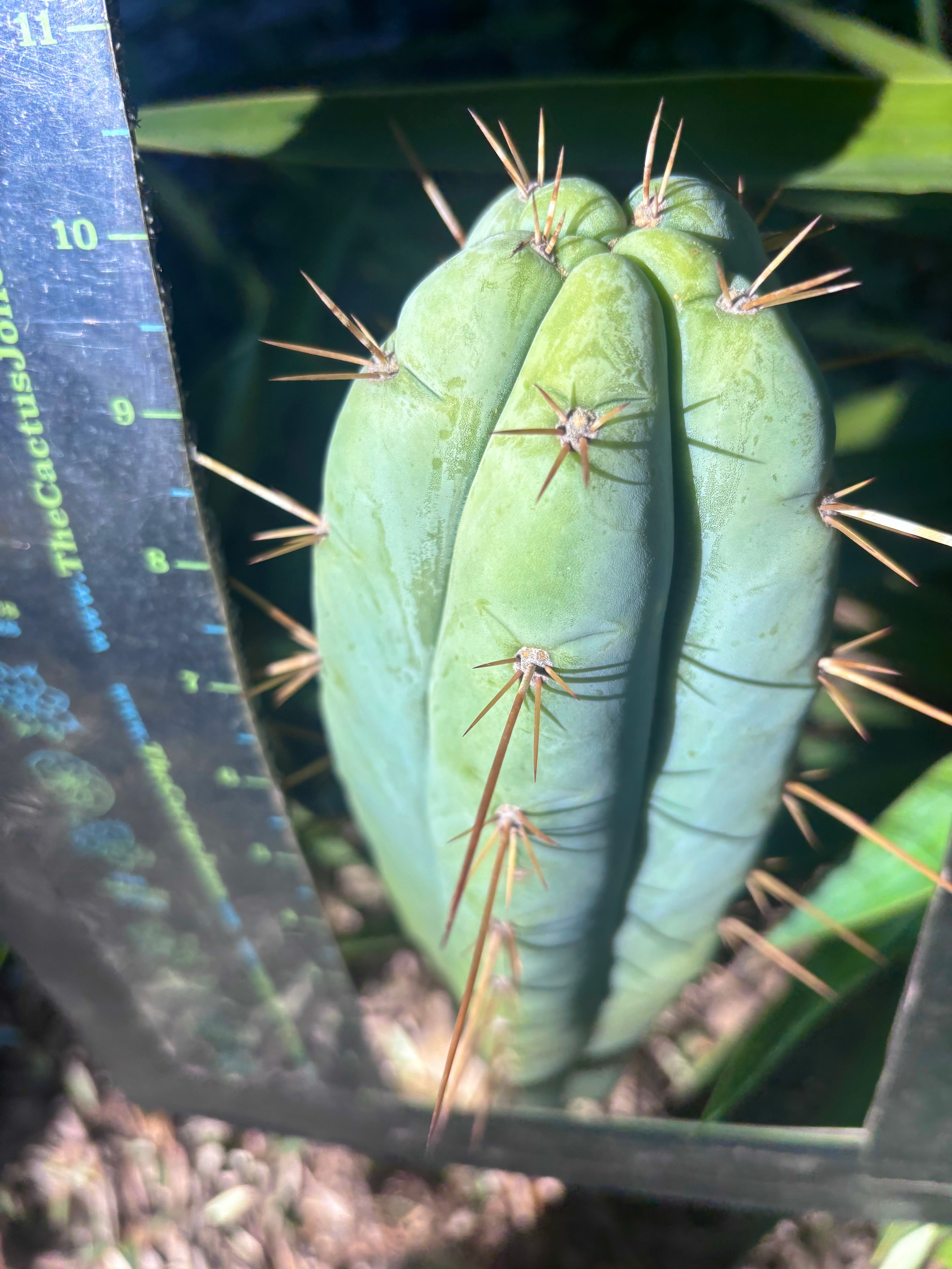 👑 Lotusland Huanu —  Chonky 10” Tip