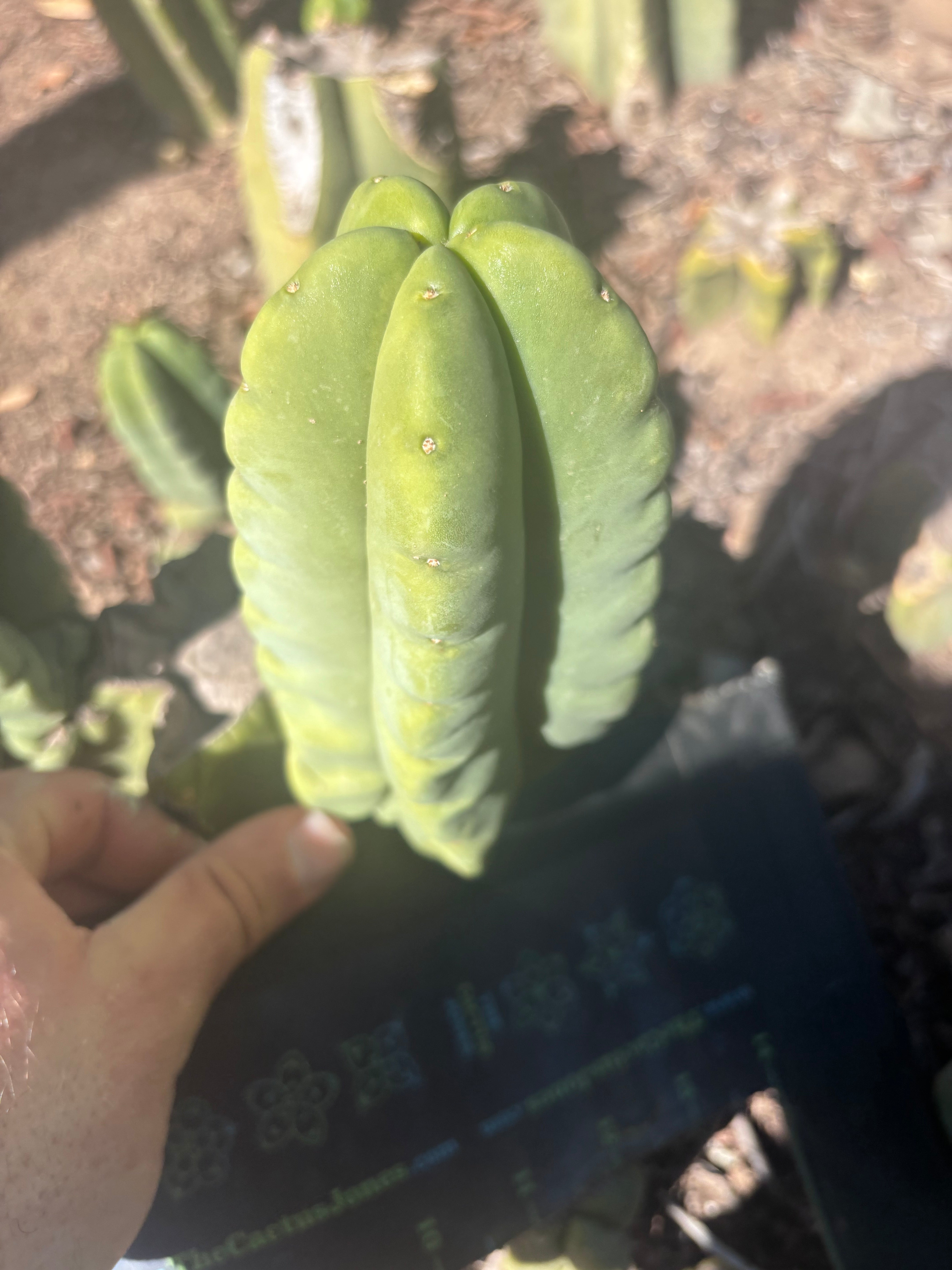 💎👑💎🌶️ Ferah — 6” Grenade