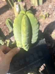💎👑💎🌶️ Ferah — 6” Grenade