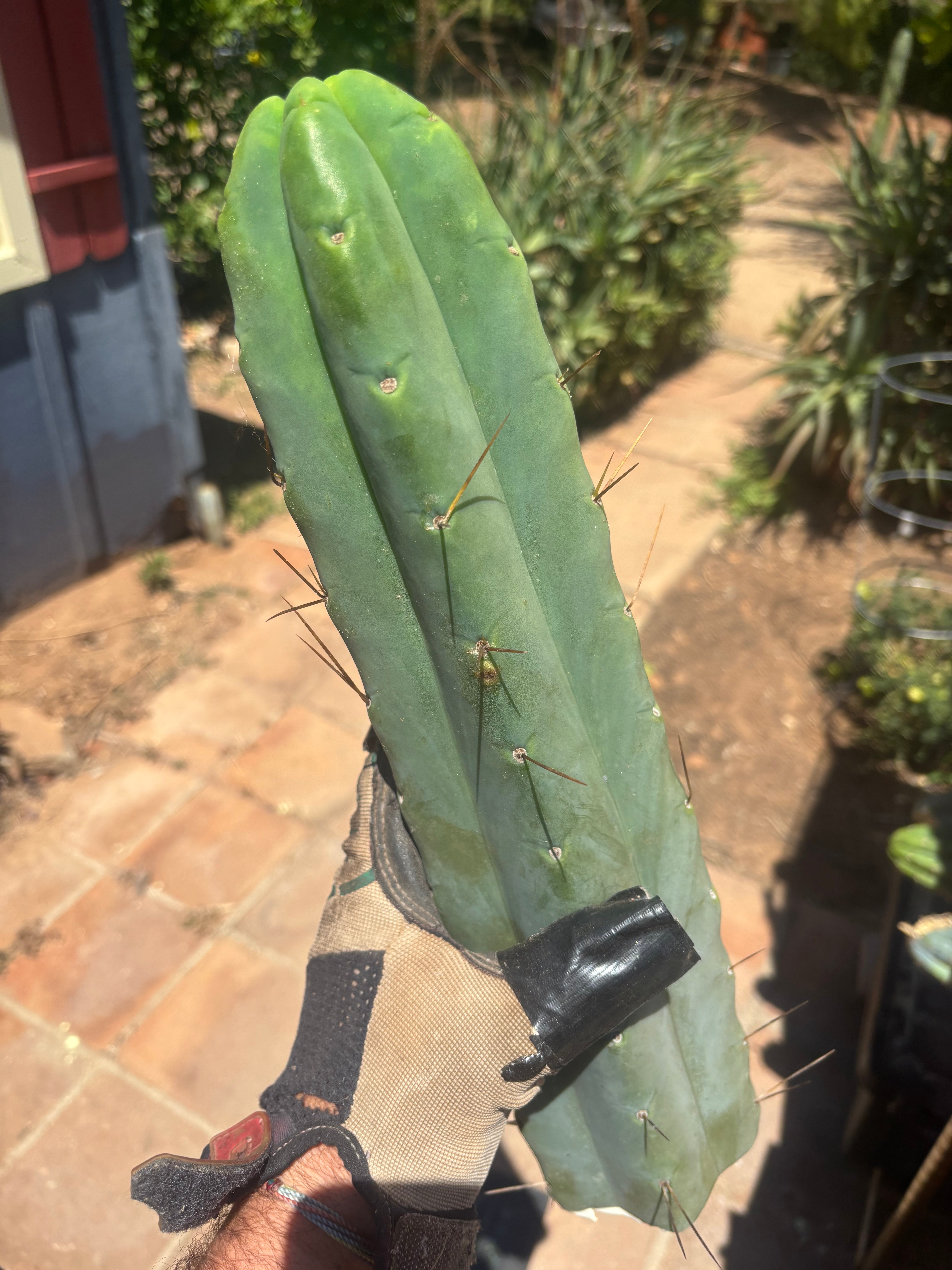 👑💎🌶️🌶️ Eileen — 15” Mega Tip