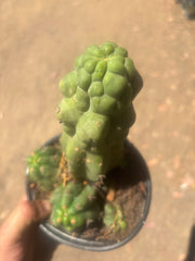 💎 Malo4 x TPM — Rooted Mini Stand