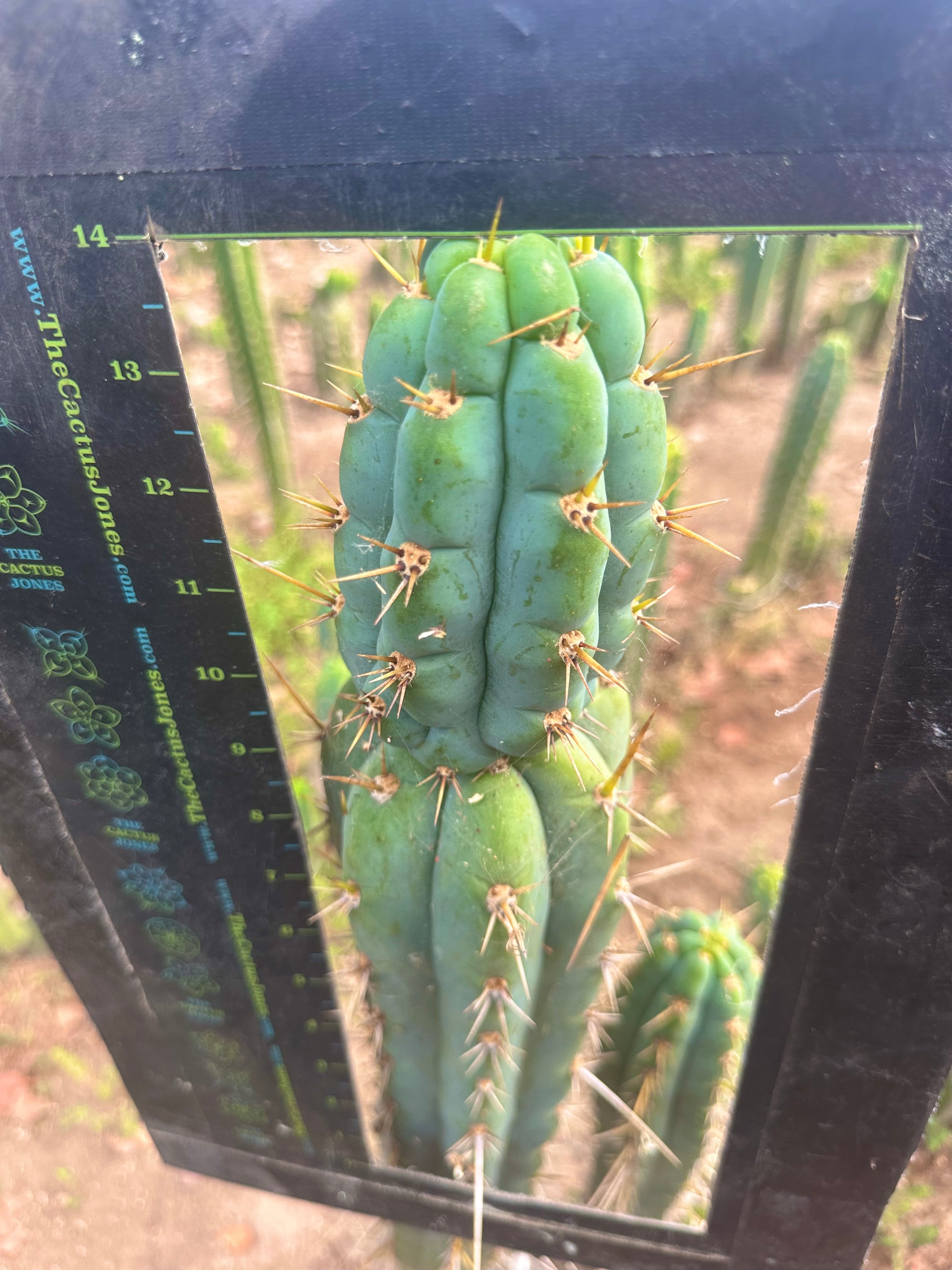 Colossus x Clyde  — XL 14” Tip