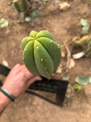 👑🌶️ Soozy — Chonky 10” Tip