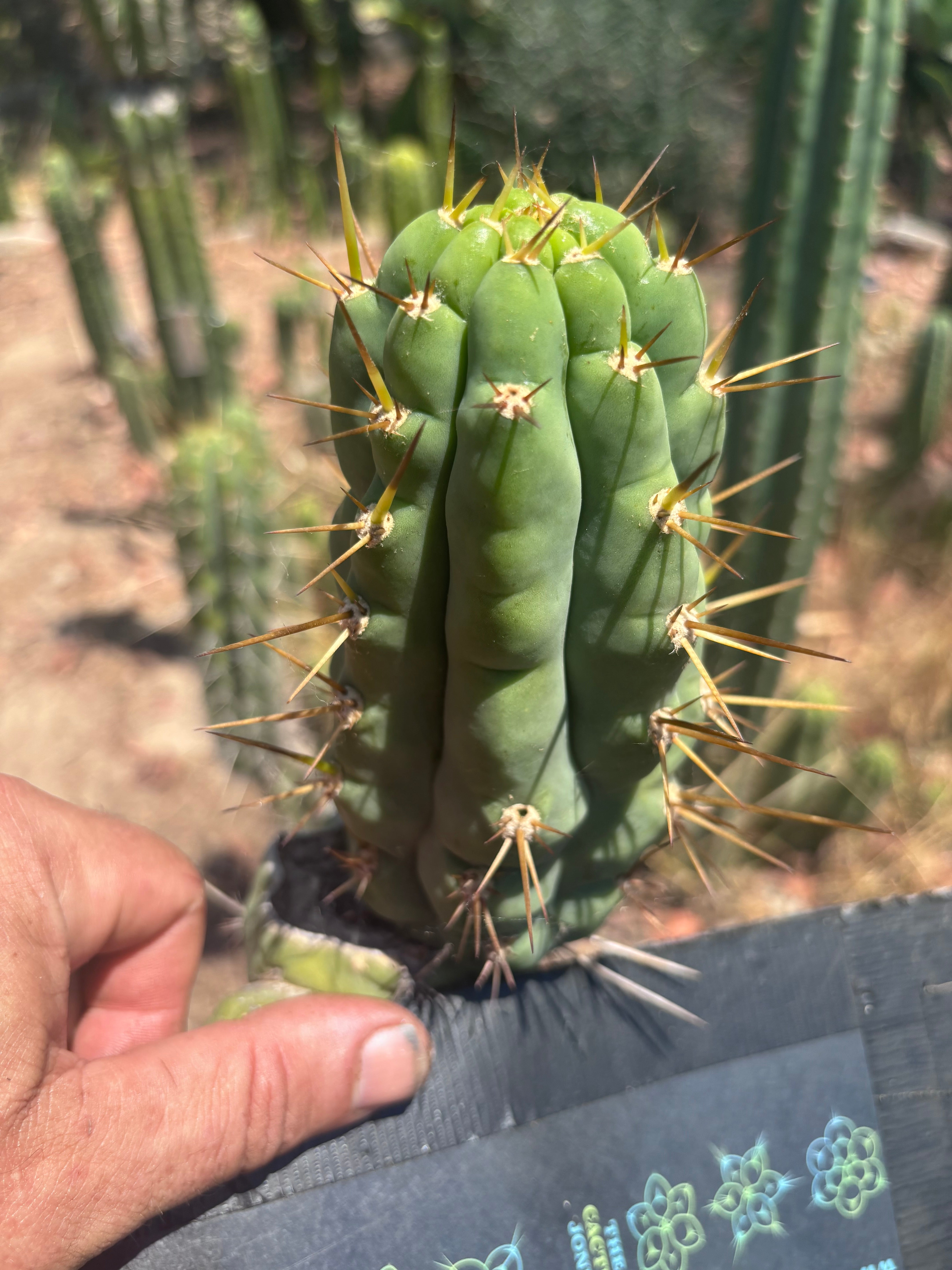 💎👑 Bruce’s Dragon — 6” Grenade