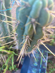 👑 Backeburg Clone — 9” Pup